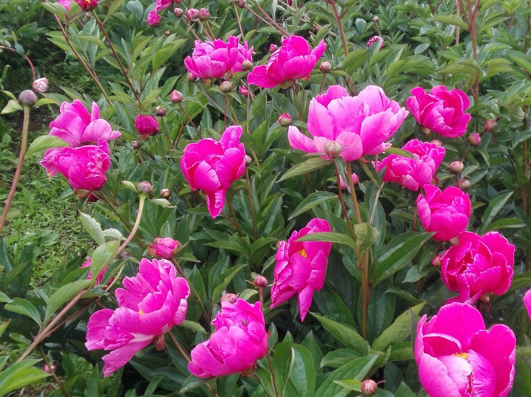 Moutan Botanical Center景点图片