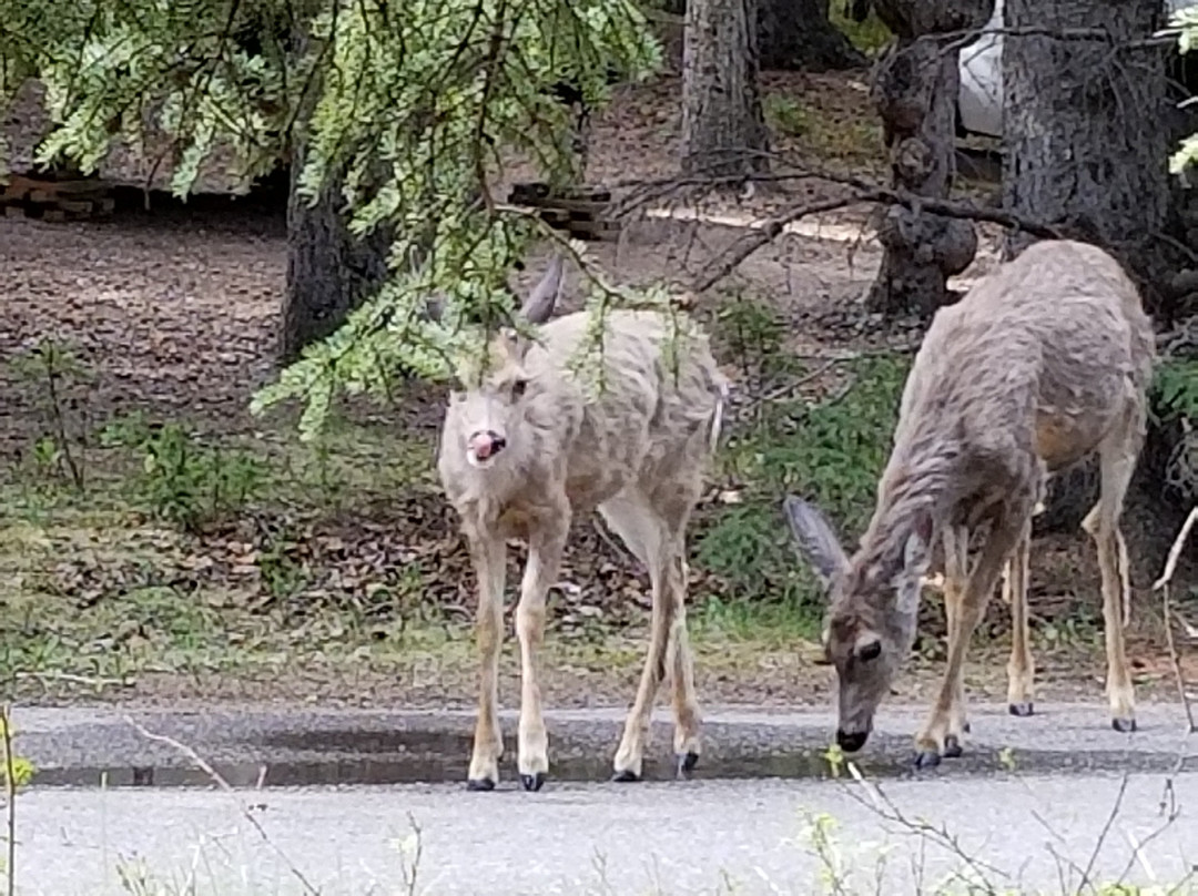 Bow Valley Provincial Park-卡那那斯基斯必去景点