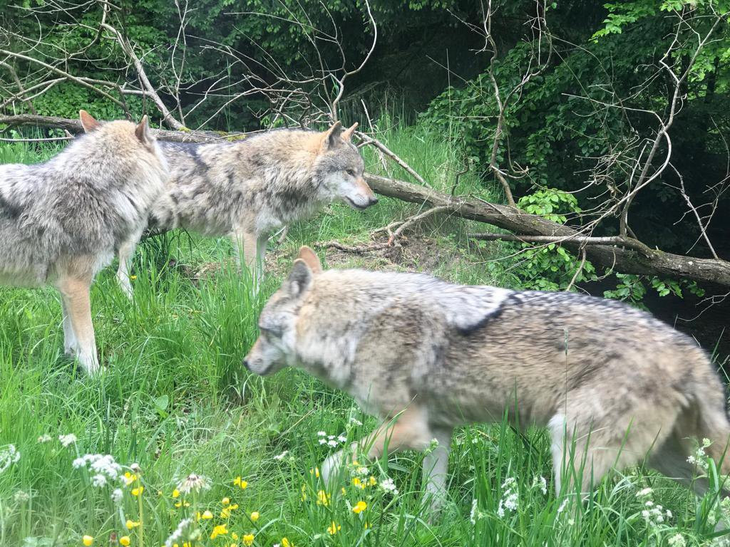 温特图尔旅游景点-Wildpark Bruderhaus