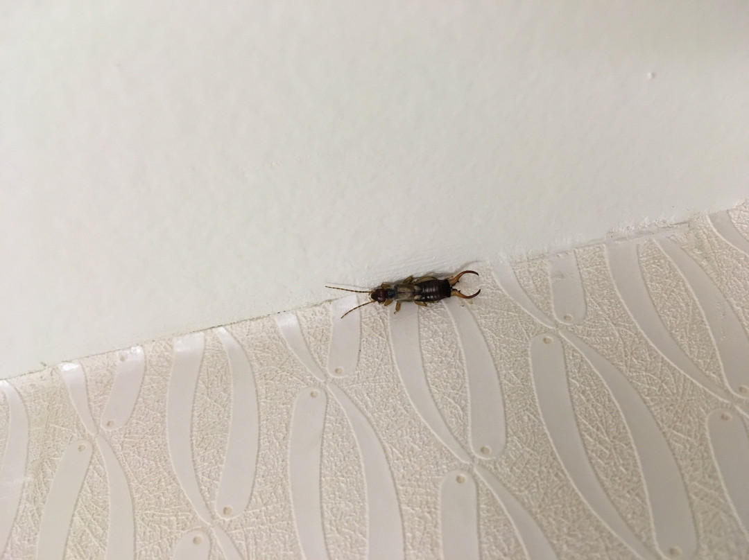 安娜堡智选假日快捷酒店主图