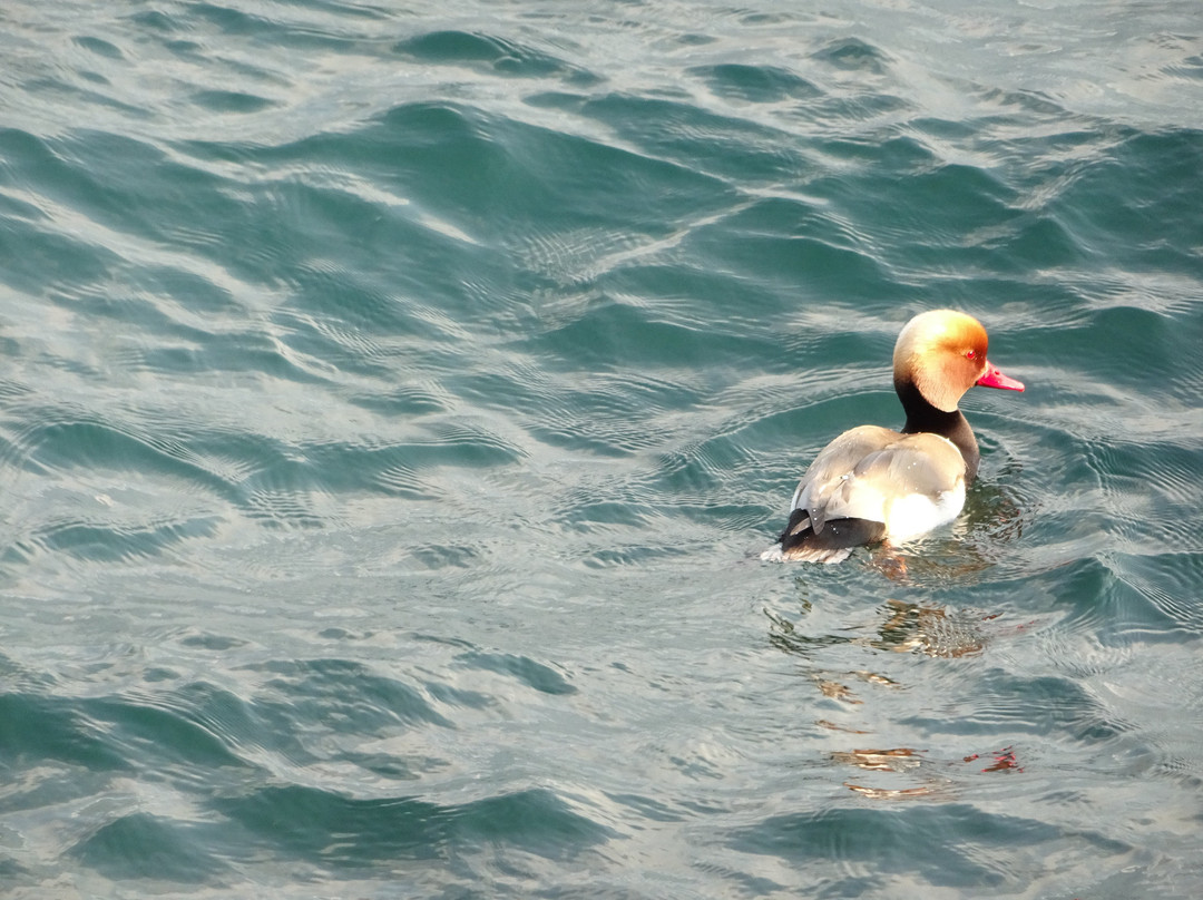 Hotel Mercedes主图