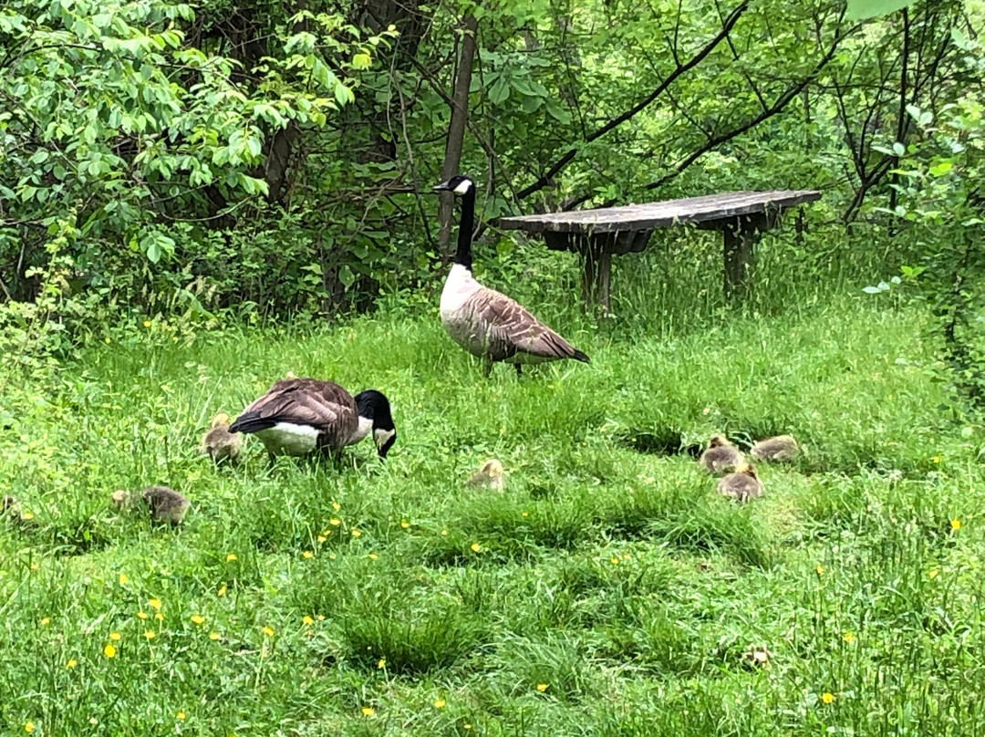 Mill Grove Mansion-Audubon必去景点