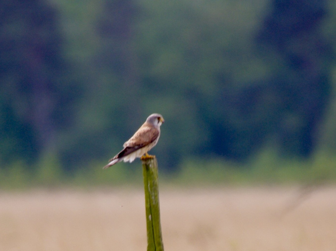 Foulshaw Moss Nature Reserve景点图片