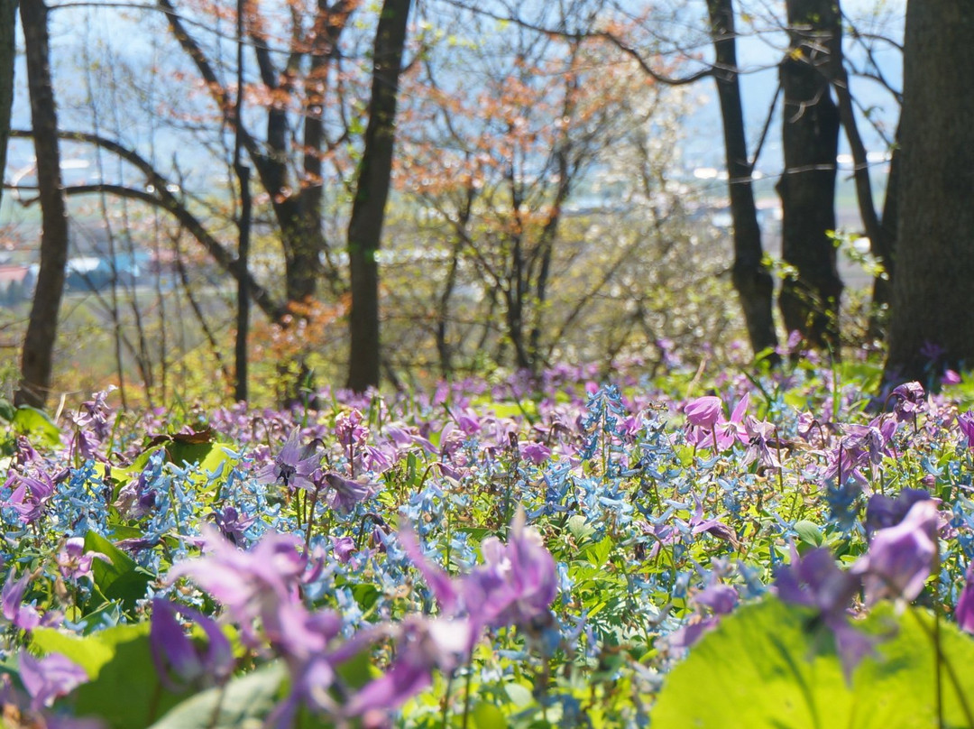 Urausu Shrine-浦臼町必去景点