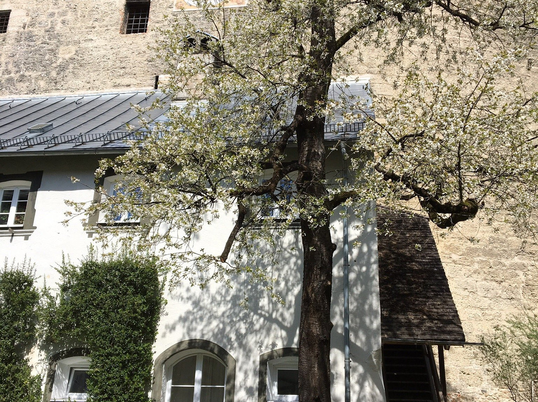 Höhlenburg Stein an der Traun景点图片