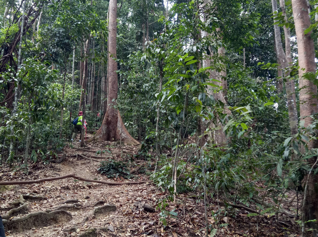 Gunung Arong Recreational Forest-Endau必去景点