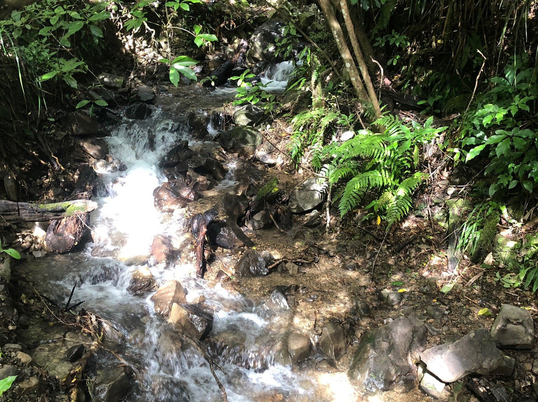 Orongorongo Track景点图片