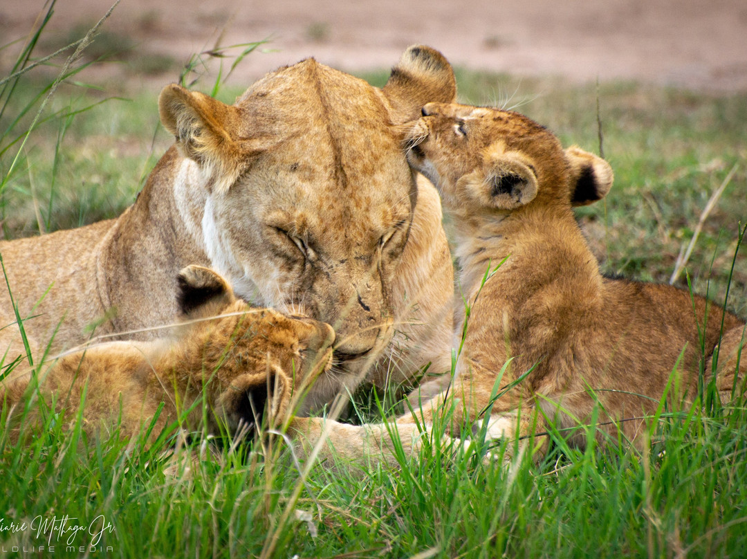 WildEx Safari Fixers-Embakasi必去景点