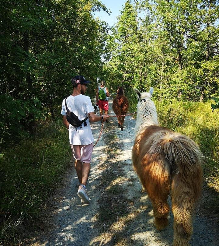 A passeggio con i Lama e gli Alpaca nelle colline selvagge del Monferrato景点图片