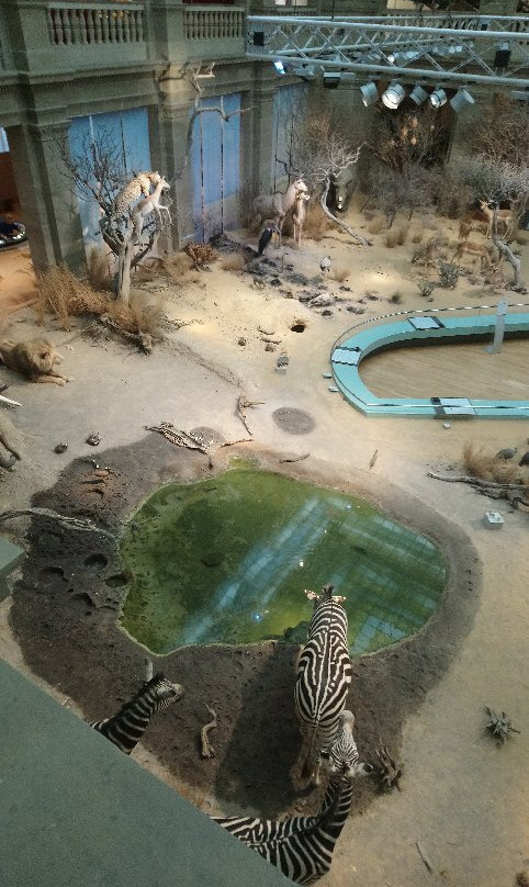 Zoologisches Museum Konig景点图片