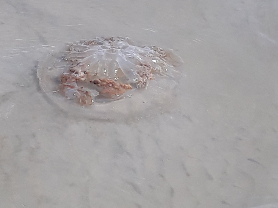 Lido Beach-Lido Key必去景点