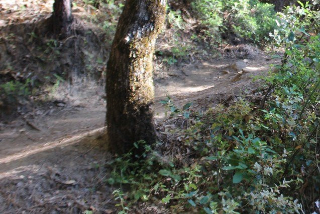 Lewis Creek Trail-菲什营必去景点