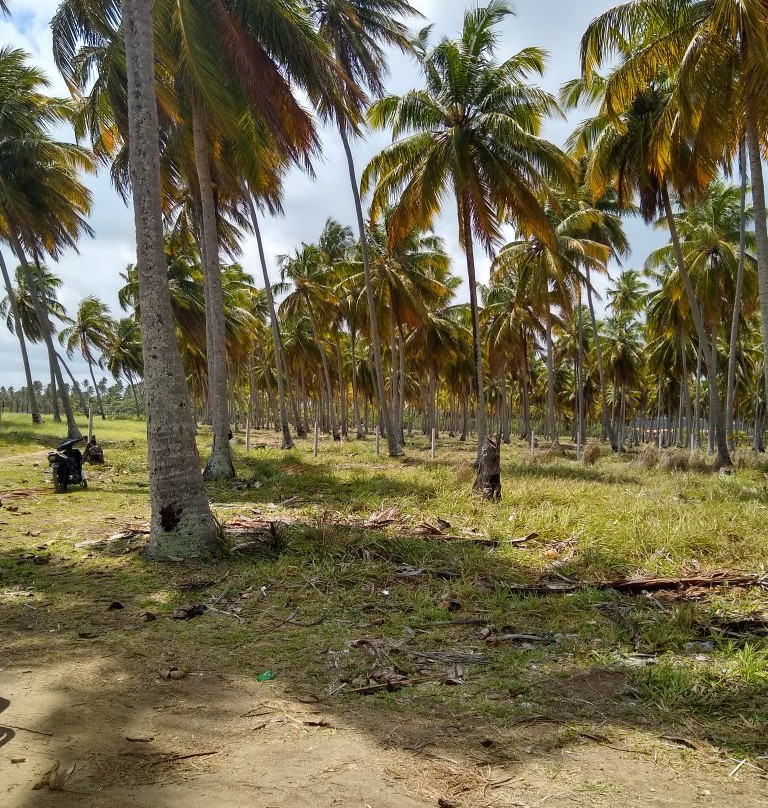 Maceio Beach-Sao Miguel do Gostoso必去景点