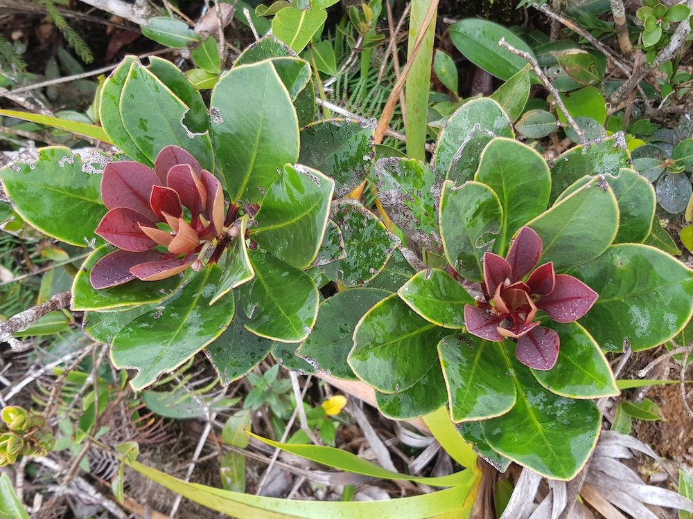 Mount Redondo Natural Bonsai Forest-Loreto必去景点