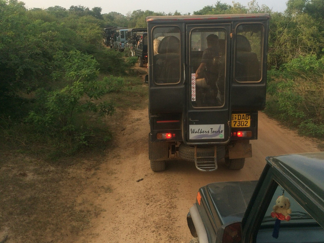 Sudu Yala Tusker Safari景点图片