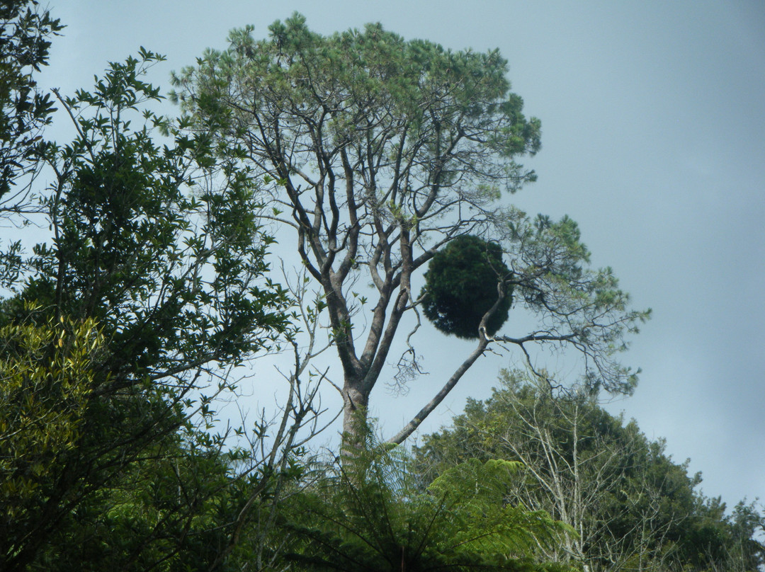 Rapurapu Kauri Track景点图片