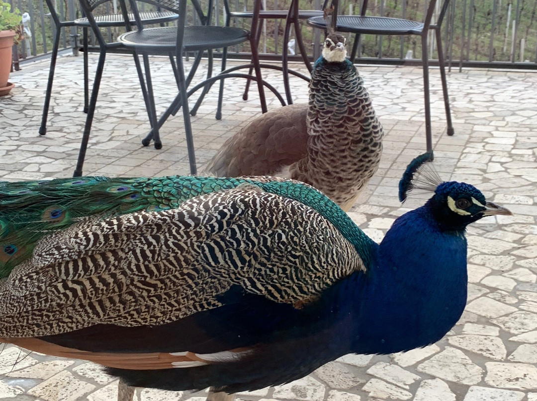 Lemire Azienda Agricola主图