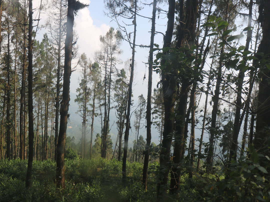 Mahananda Wildlife Sanctuary-大吉岭必去景点