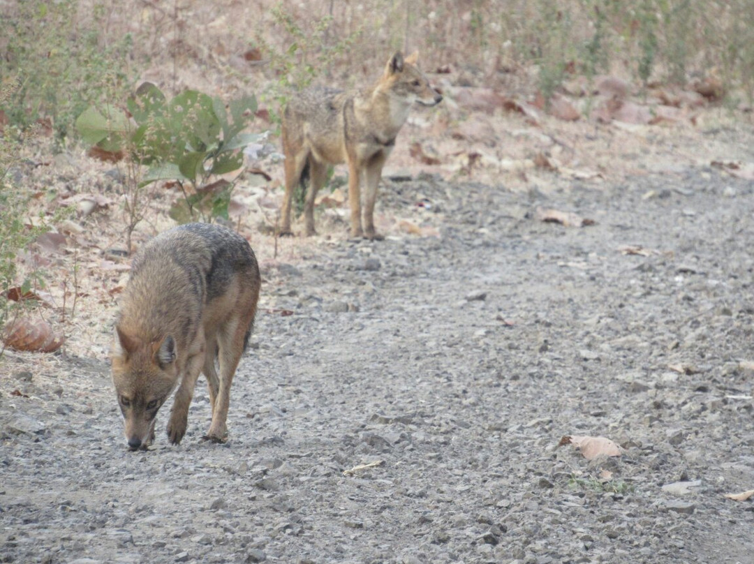 Kheoni Wildlife Sanctuary景点图片