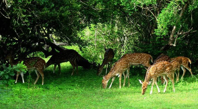 Classical Lanka Tours-Trincomalee必去景点
