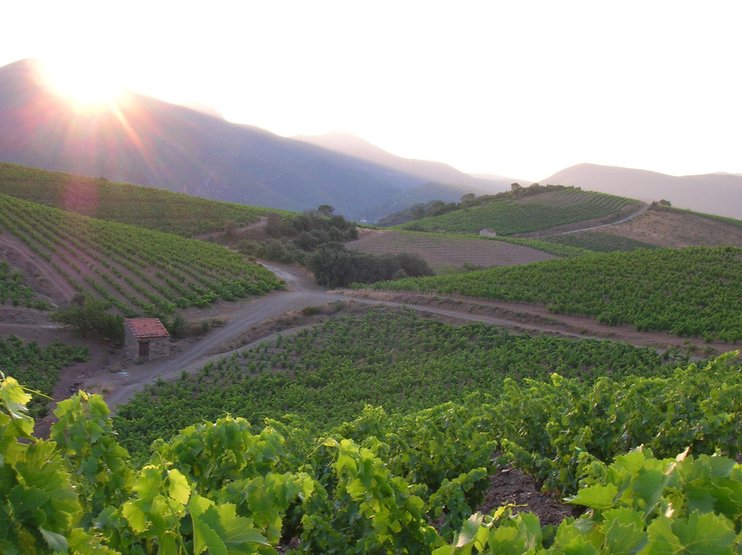Les Vins de Roquebrun-Roquebrun必去景点