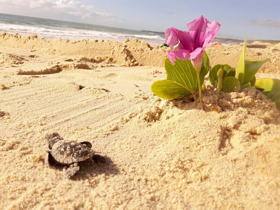 Sao Jose de Mipibu酒店住宿-Pousada Ilha Verde