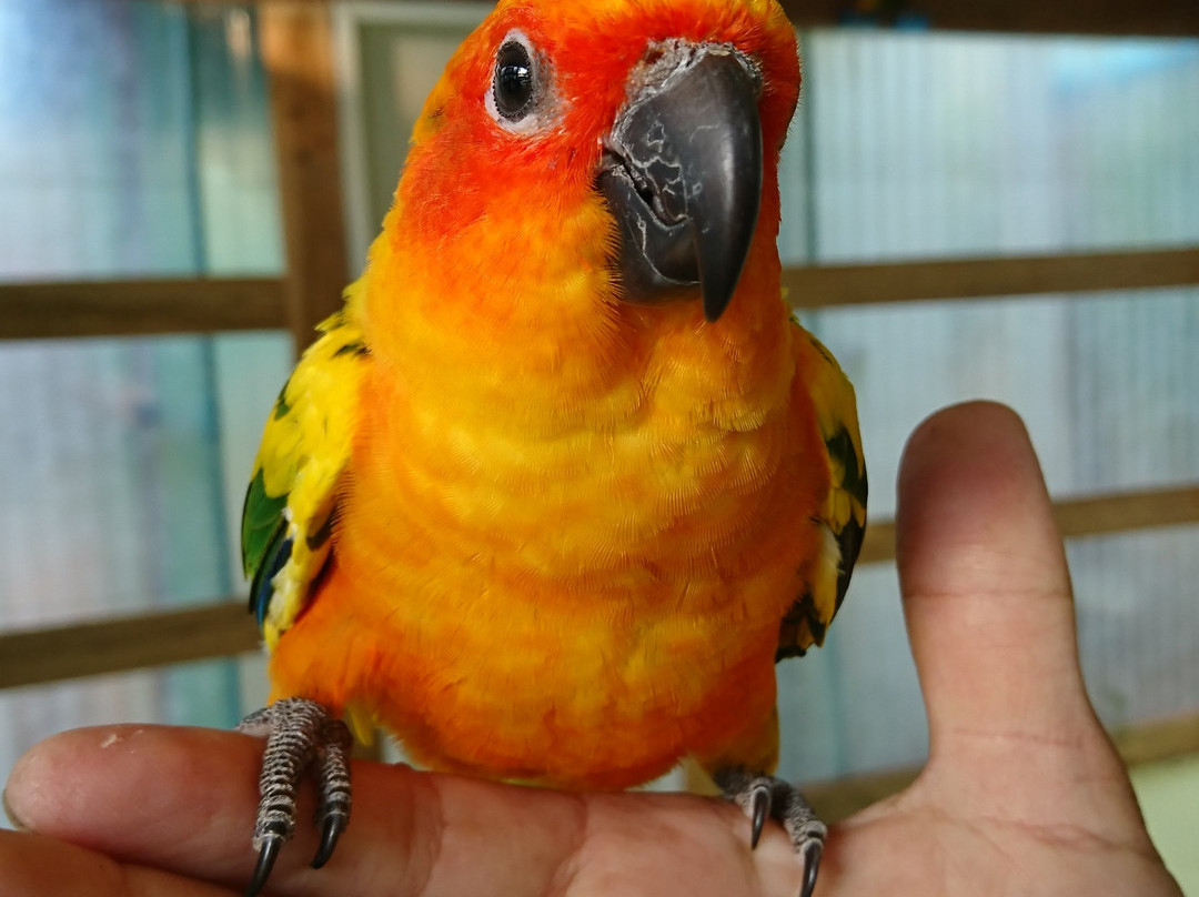 Birds and flower Cafe in Paksong-帕克松必去景点