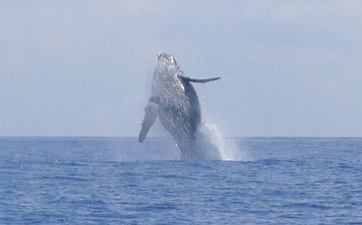 Safari Baleine景点图片