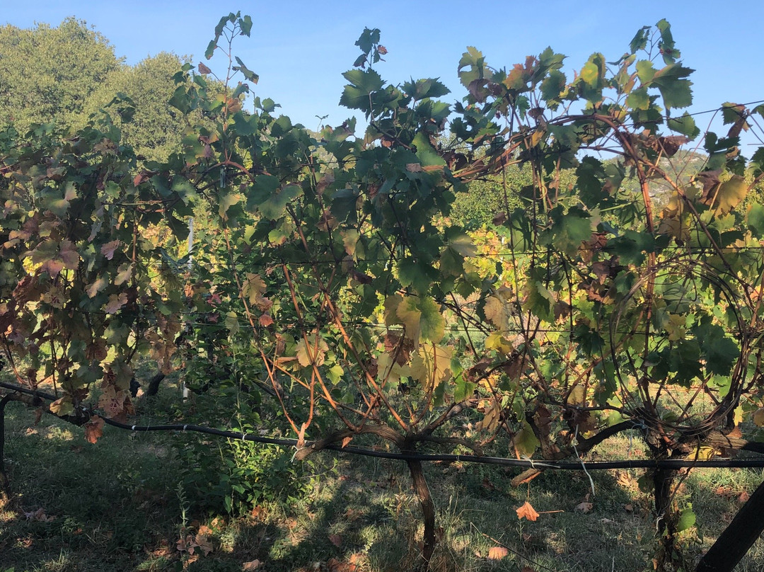 Jablan Winery-Rijeka Crnojevica必去景点