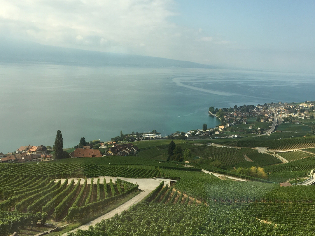 Lavaux Vineyard Terraces景点图片