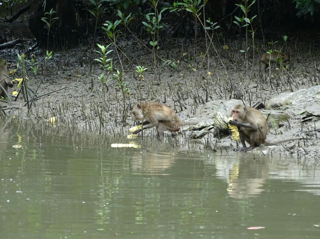 Klong Kone Mangrove Forest景点图片