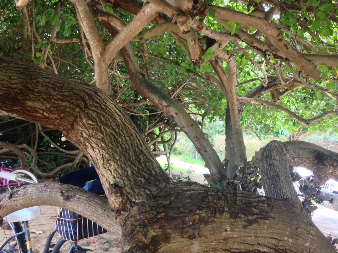 North Shore Bike Rentals-哈雷瓦必去景点