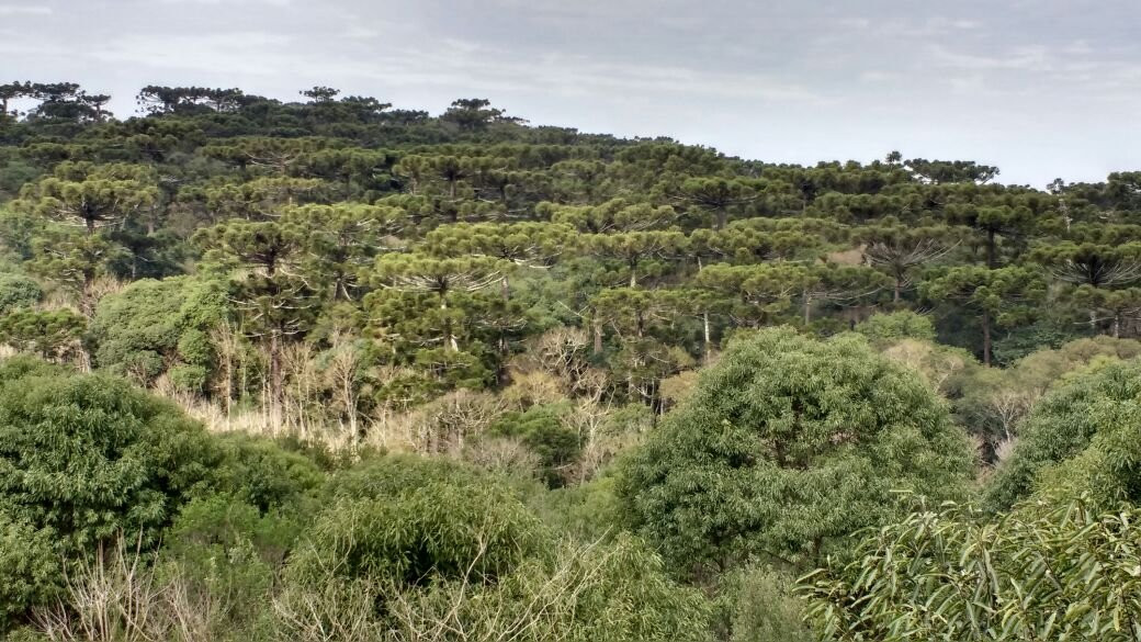 Parque Estadual das Araucárias景点图片