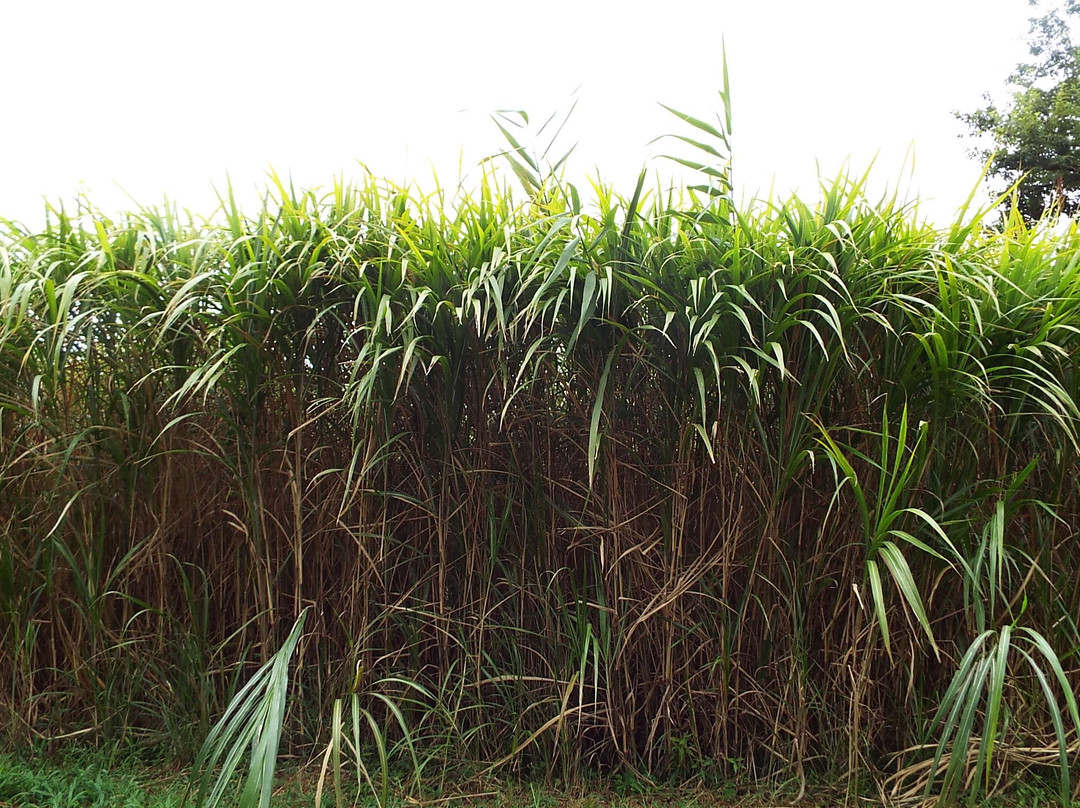 Watarase Yusuichi-野木町必去景点