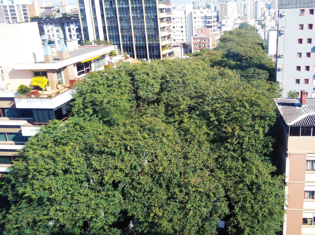 Rua Goncalo de Carvalho景点图片