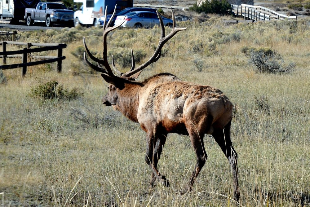 Terrace Mountain-黄石国家公园必去景点