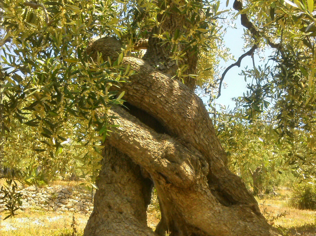 Villa Maria Ester B&B主图