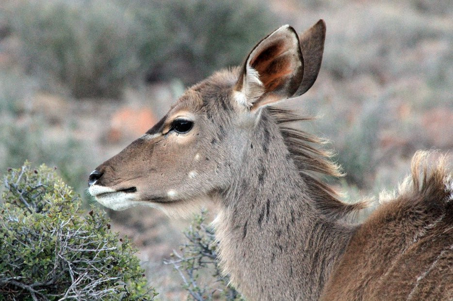 Karoo National Park Unterkunfte主图