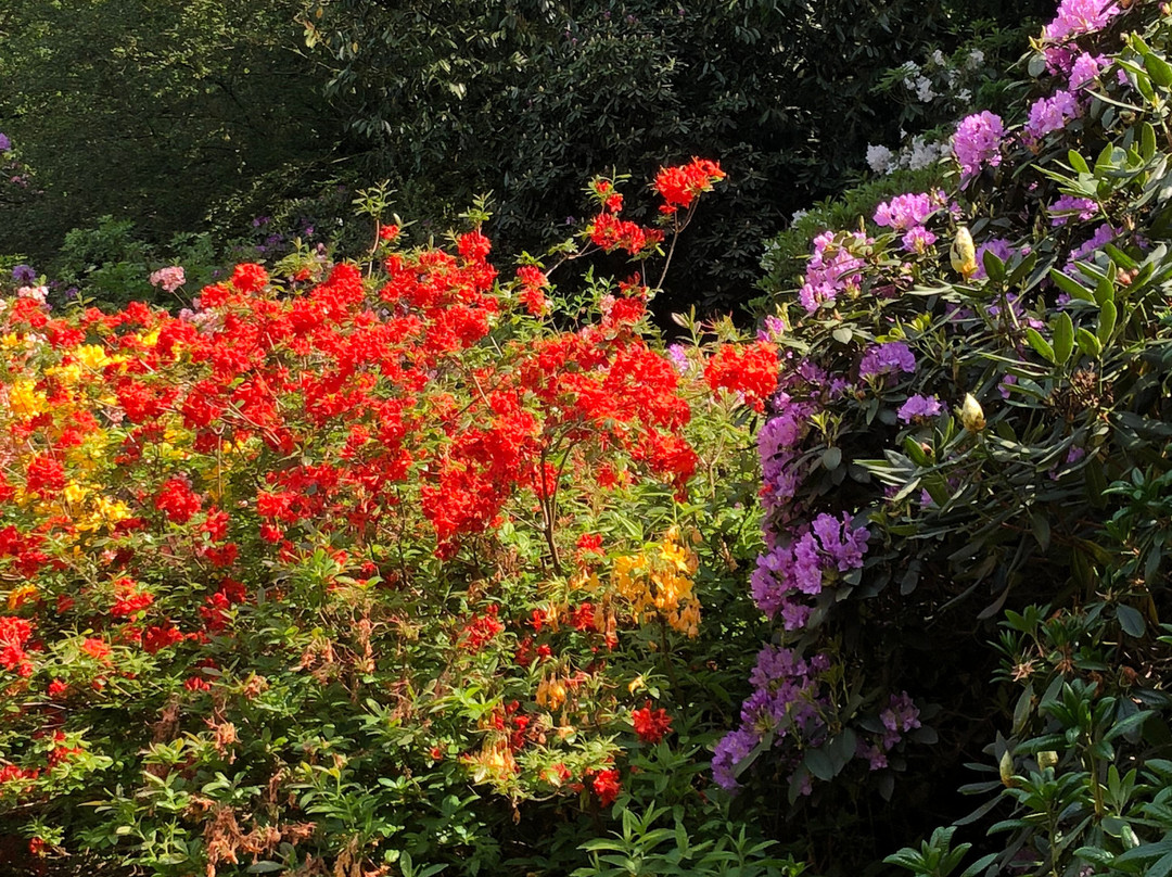 The American Garden景点图片