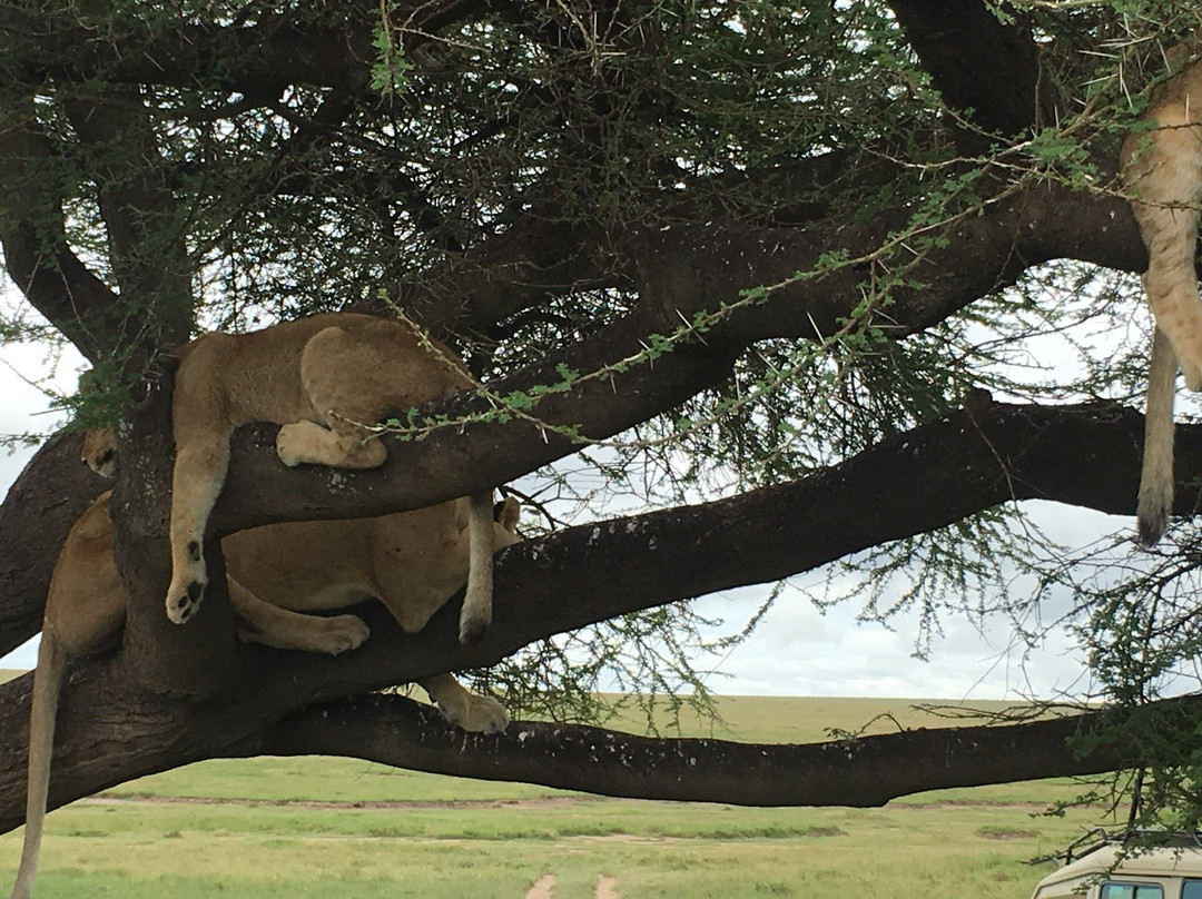 Bencia Africa-恩戈罗恩戈罗保护区必去景点