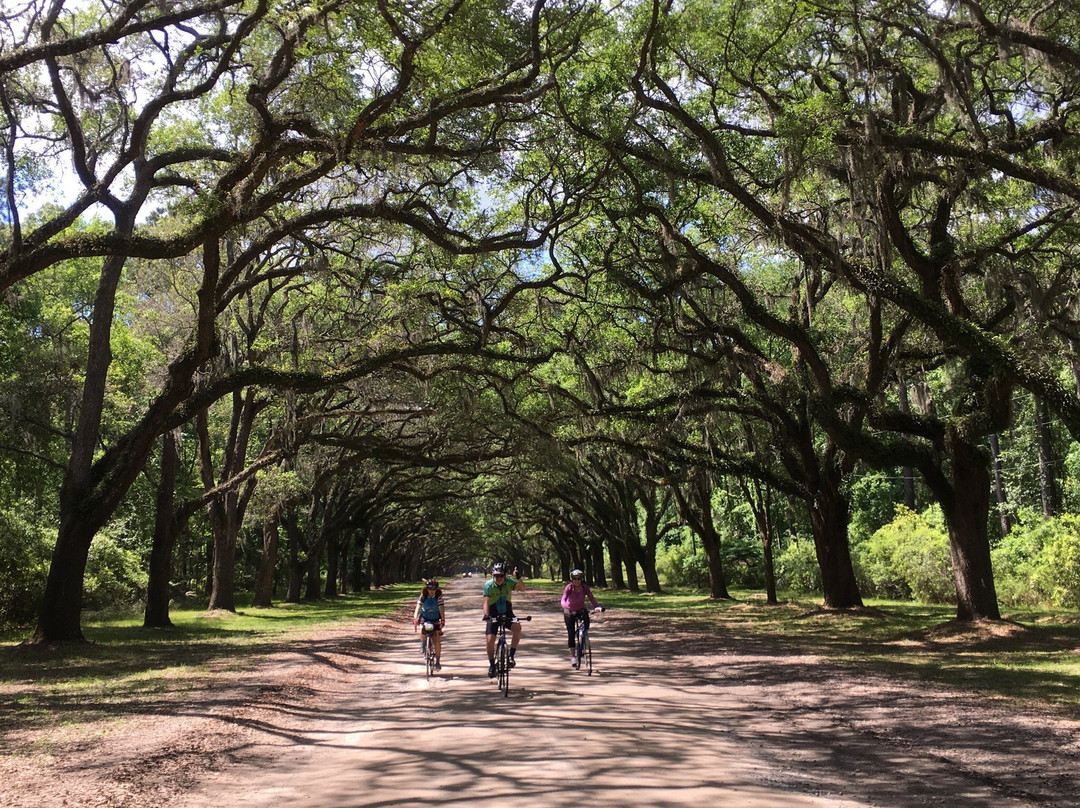 Charleston Bicycle Tours景点图片