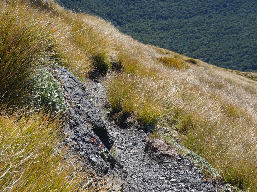 Flora Hut & Mount Arthur Hut tracks景点图片