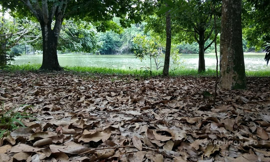 Parque Florestal de Sinop景点图片