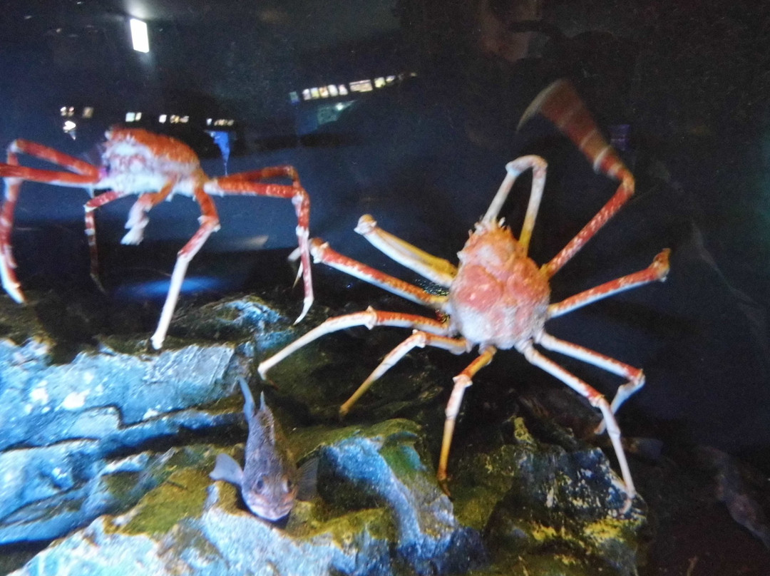 阳光水族馆景点图片