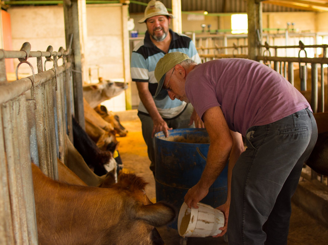 Finca El Paraiso CR - Cheese Farm Tour-Los Tornos必去景点