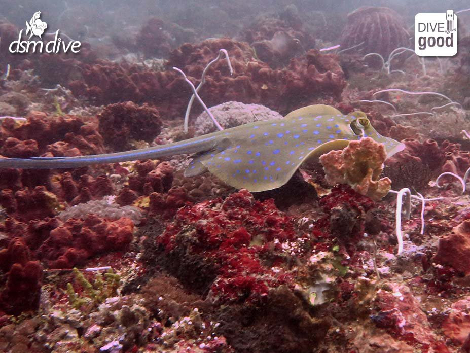 DSM Dive - Lombok景点图片