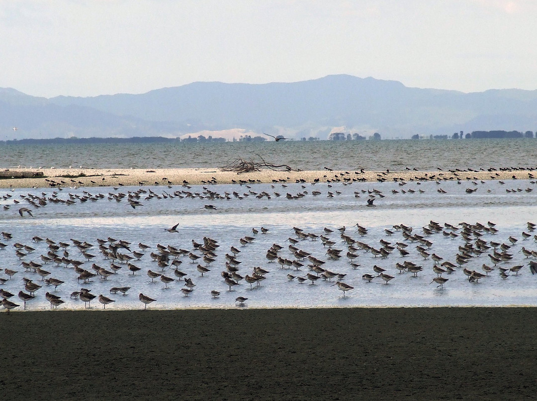 Pūkorokoro Miranda Shorebird Centre-Miranda必去景点
