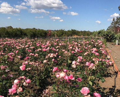 Herbicos Lavender Farm-Thirlmere必去景点