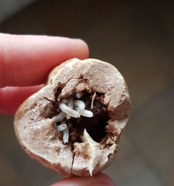 Tartufi Morra-阿尔巴必去景点