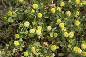 Moree Reserve-Kaniva必去景点